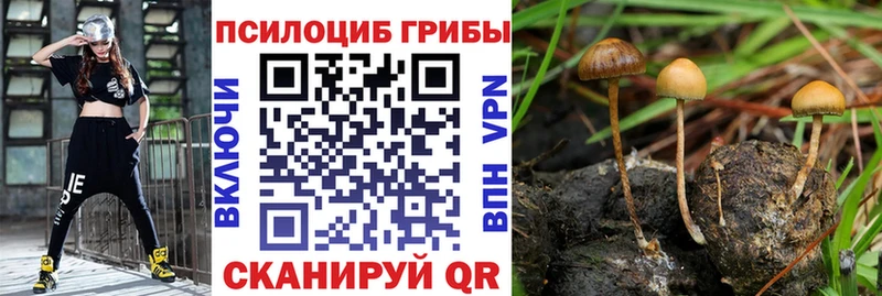 наркошоп  Ступино  Галлюциногенные грибы Psilocybe 